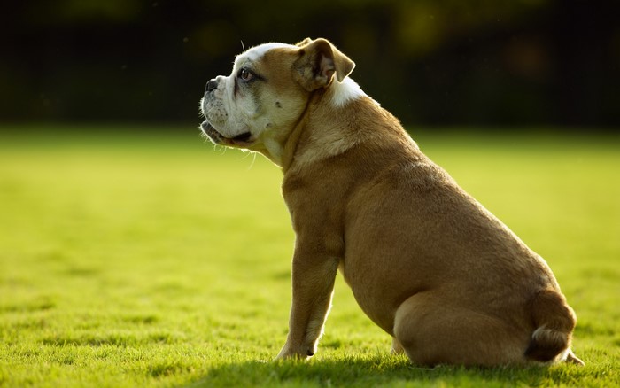 English Bulldog sitting on grass