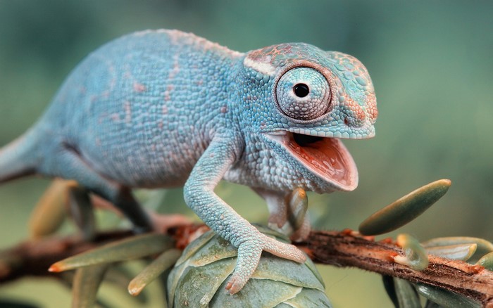 Blue chameleon with mouth open on a branch