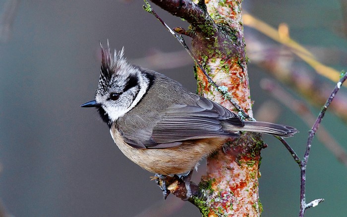 Crested tit perched on a mossy branch