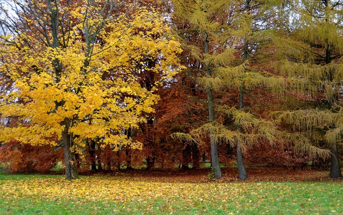 Autumn trees with yellow and brown leaves