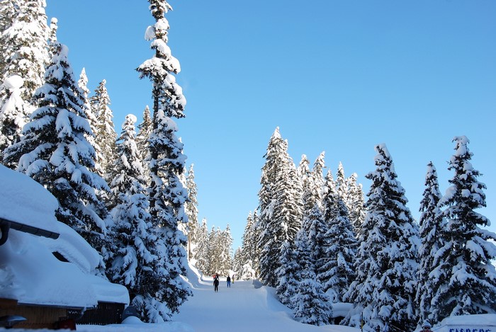 People cross-country skiing through a snow-covered forest