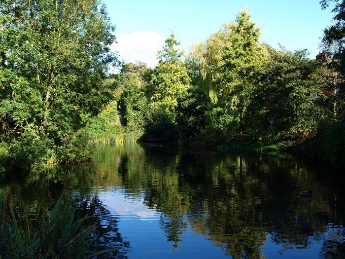 A tranquil river surrounded by lush green trees