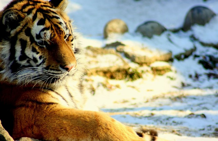 Tiger resting in a snowy environment