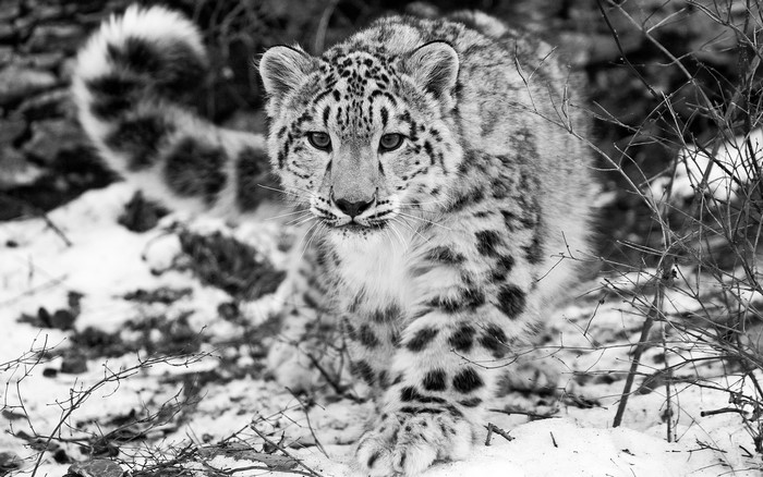 Snow leopard cub in the snow