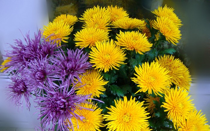 Purple and yellow chrysanthemums
