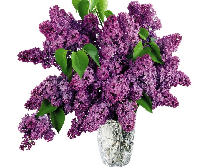 Bouquet of purple lilacs in a crystal vase