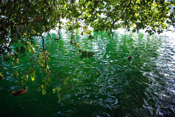 Ducks swimming in a green lake under trees