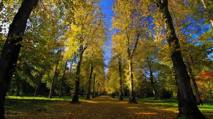 Autumn tree-lined path with fallen leaves