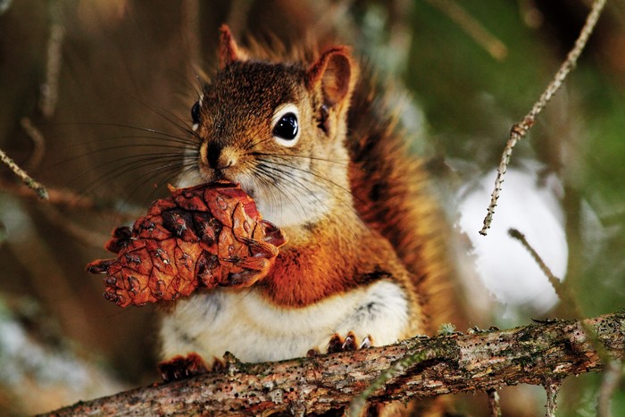 Red squirrel holding a pine cone on a branch