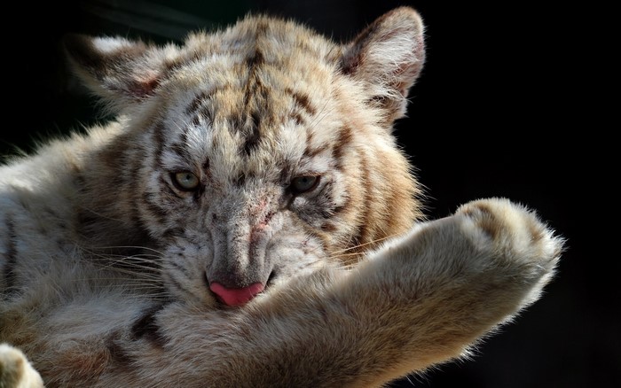 White tiger cub licking its paw