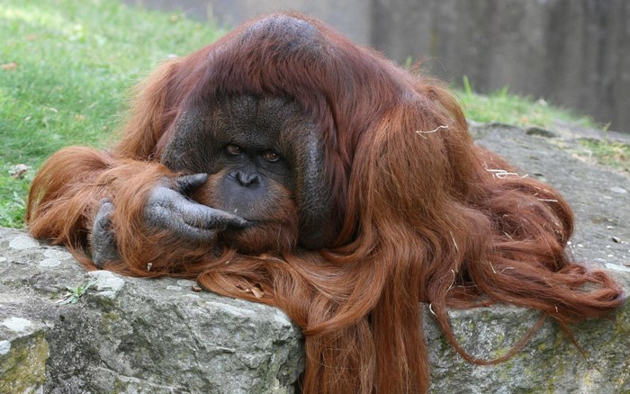 Orangutan resting on a rock
