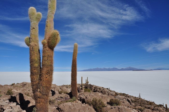 4K Salar de Uyuni (Bolivia) with Cacti