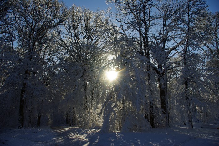 Sunlight shining through snow-covered trees in winter