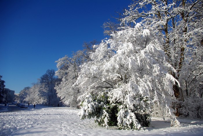 Snow covered trees under a clear blue sky