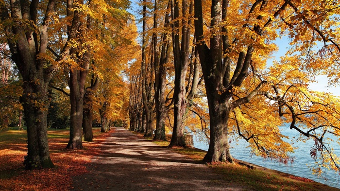 Autumn trees line a path next to a lake