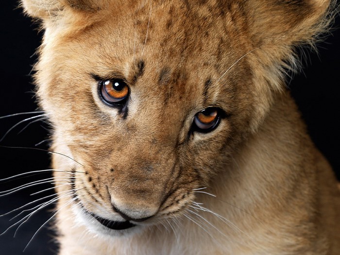 Close-up of a lion cub's face
