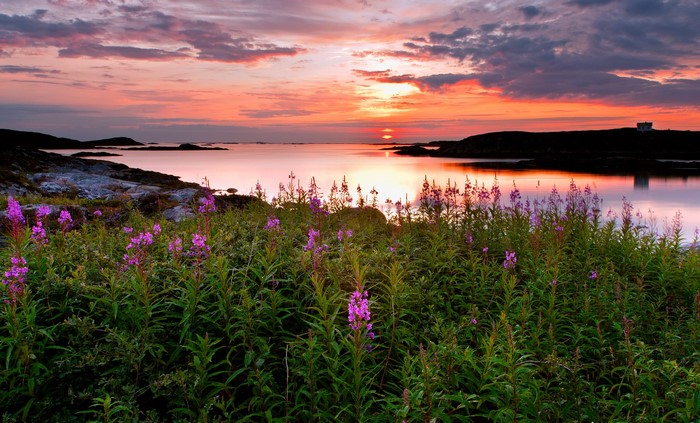 Sunset over a calm sea with wildflowers in the foreground