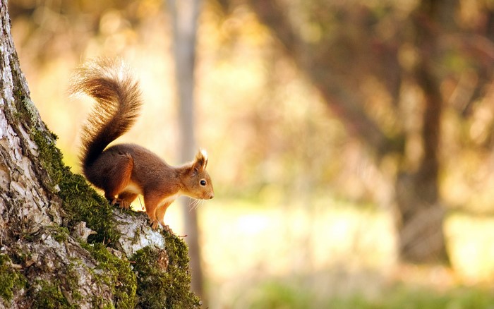 Red squirrel on a mossy tree trunk
