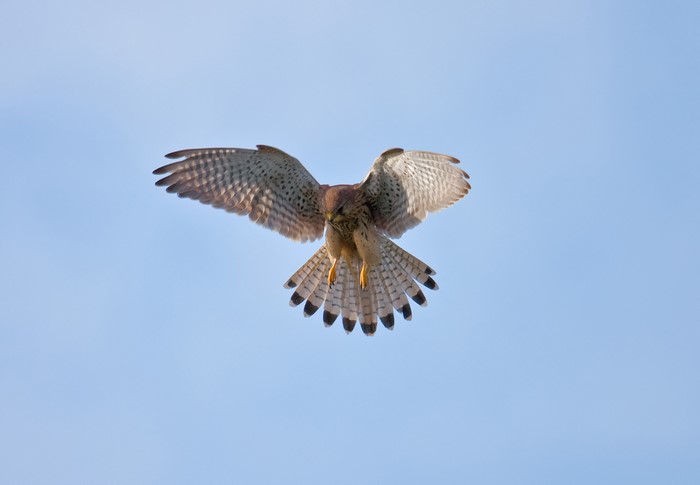 Kestrel in flight against a blue sky