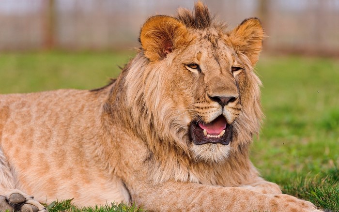 Young lion lying on grass with mouth open