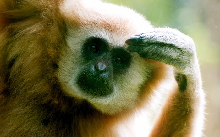 Close-up of a gibbon monkey's face