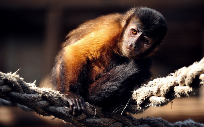 Capuchin monkey sitting on a rope