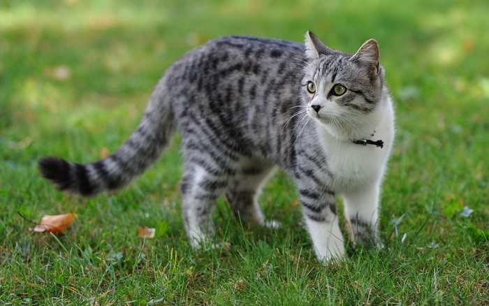 A tabby cat with a collar stands on grass