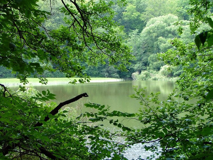 Lake surrounded by trees in Hungary
