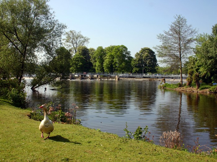 Goose by the river with a bridge in the background