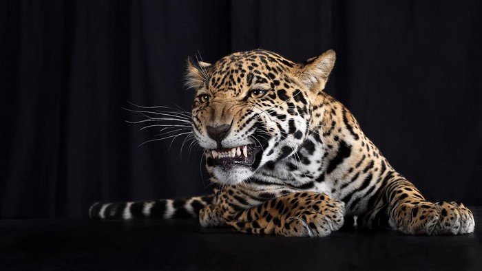 Jaguar snarling with teeth bared against black background