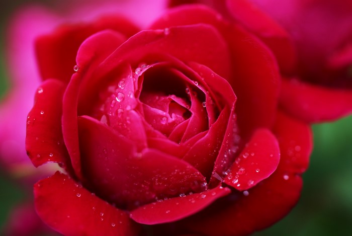 Close-up of a red rose with water droplets