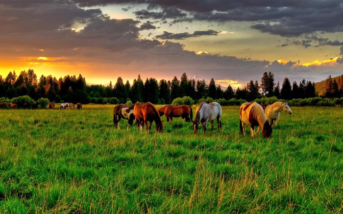 Horses grazing in a field at sunset