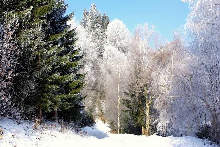 Snowy forest path with frosted trees