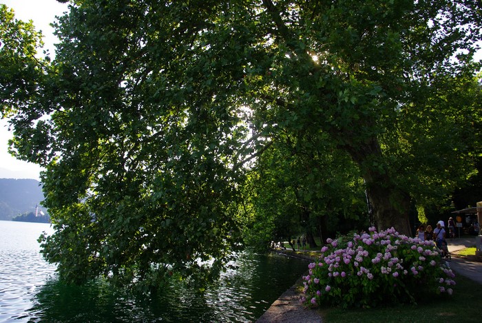Park with lake and trees