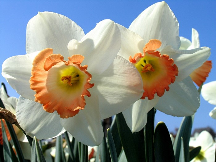 White and orange daffodils in bloom