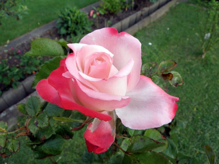 A bi-colored rose with pink and red petals