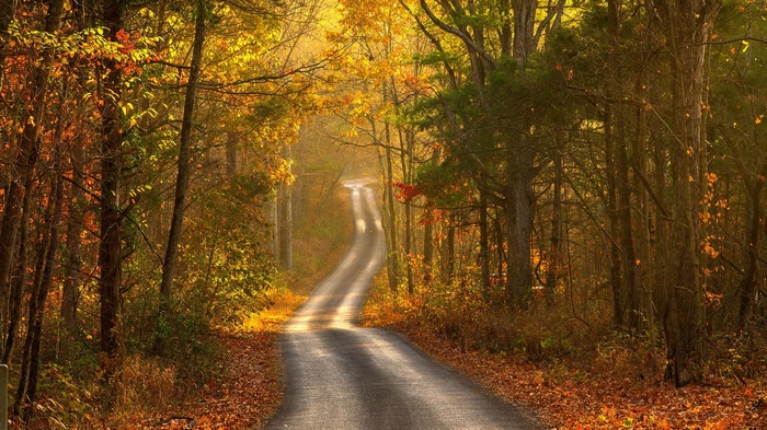 Winding road through an autumn forest with fallen leaves
