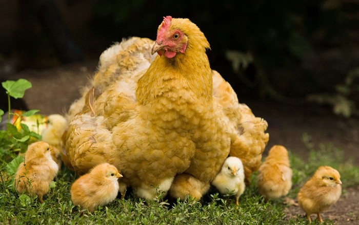 Mother hen with her chicks in the grass