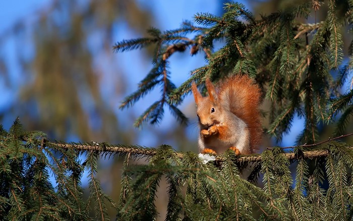 Red squirrel eating on a pine tree branch