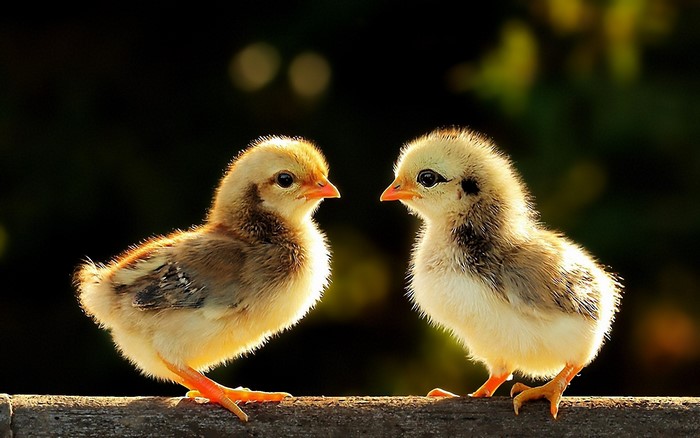 Two fluffy chicks on a wooden surface