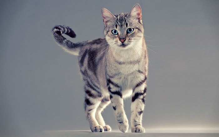 Tabby cat with blue eyes