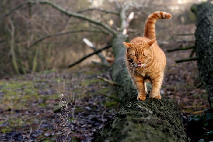 Orange cat walking on a fallen tree