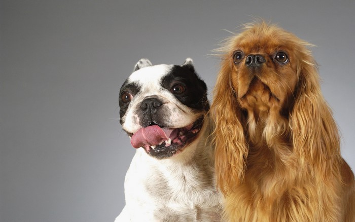 French Bulldog and Cavalier King Charles Spaniel dogs