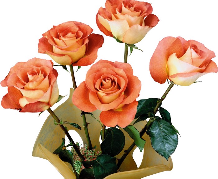 Orange and yellow roses in a vase