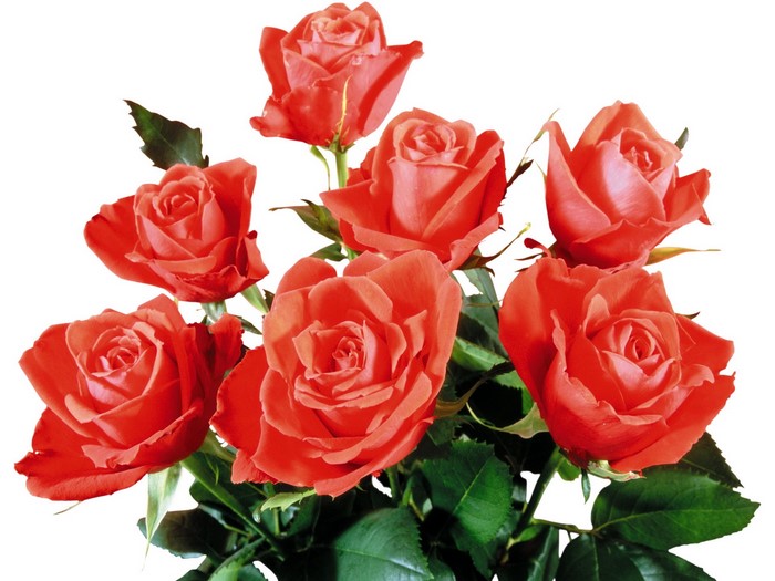 Bouquet of Coral Roses