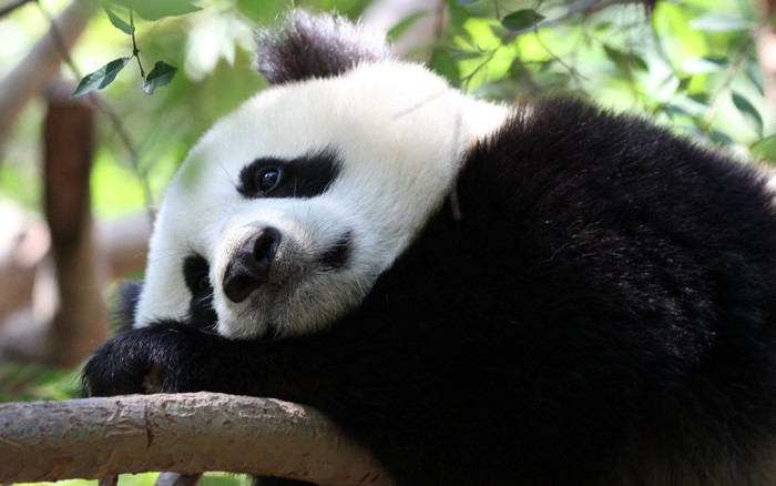Giant Panda resting on a tree branch