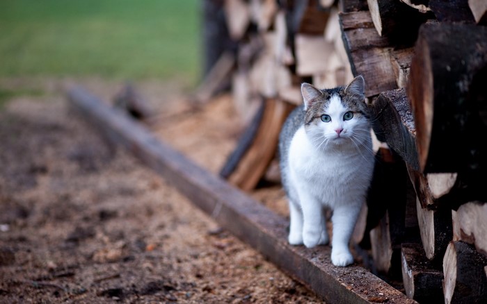 A cat stands on a wooden beam near firewood