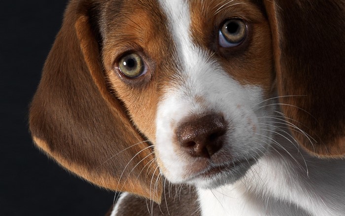 Close-up portrait of a Beagle puppy