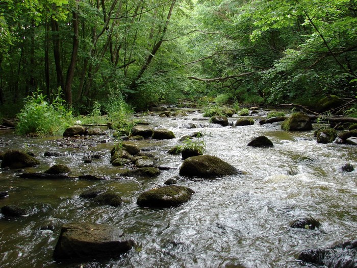 A rocky river flows through a dense forest