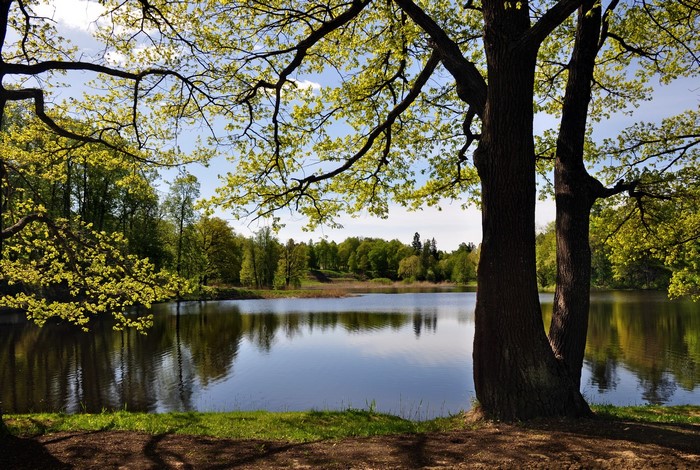 Park with a lake and trees